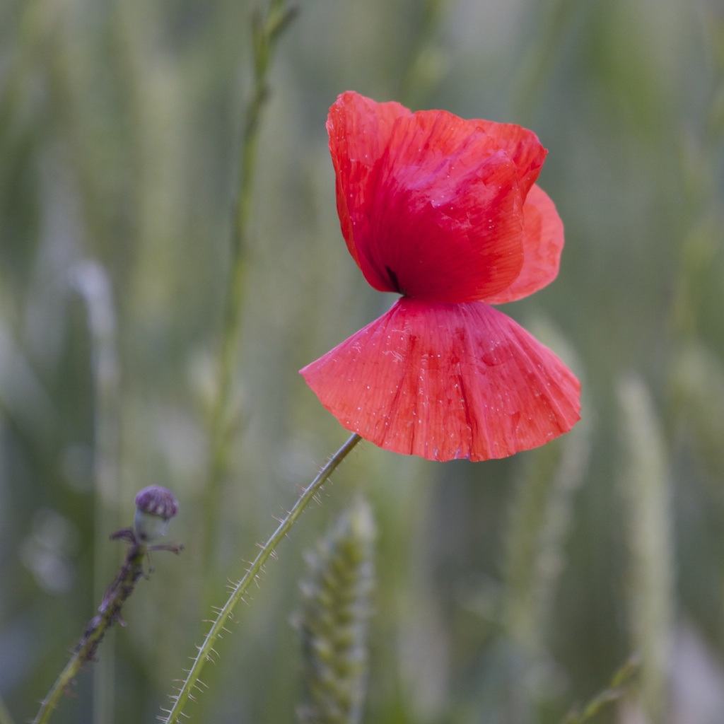 Mohn